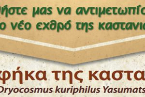 Η σφήκα της καστανιάς Dryocosmus kuriphilus Yasumatsu