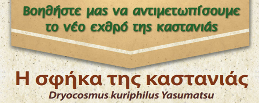 Η σφήκα της καστανιάς Dryocosmus kuriphilus Yasumatsu