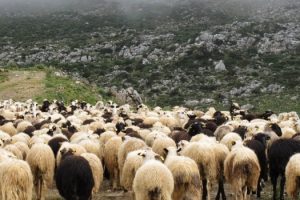 Κτηνοτροφία Βοσκοτόπια