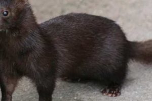 Γουνοφόρα ζώα mink