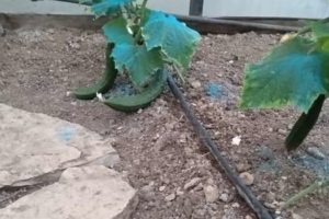 Αστικός Λαχανόκηπος