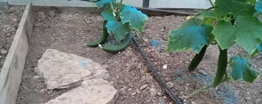 Αστικός Λαχανόκηπος