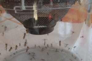 Έργο Καταπολέμησης Κουνουπιών Περιφέρειας Δυτικής Μακεδονίας 2020-2022 - 2
