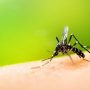 Ολοκληρωμένο Πρόγραμμα Καταπολέμησης κουνουπιών στην Περιφέρεια Δυτικής Μακεδονίας για τα έτη 2023-2025