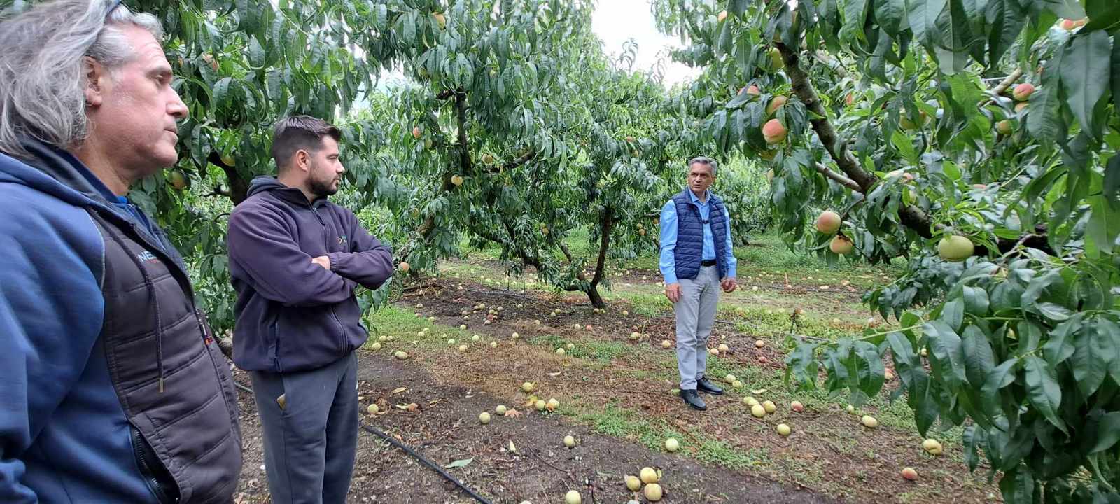 Στο Βελβεντό ο Περιφερειάρχης Δ. Μακεδονίας Γ. Κασαπίδης - Στήριξη στους παραγωγούς των οποίων οι καλλιέργειες επλήγησαν από την κακοκαιρία