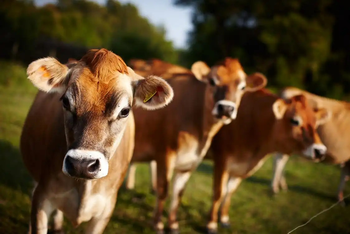 Υφιστάμενη Κτηνοτροφική Μονάδα (βουστάσιο) 200 Αγελάδων Γαλακτοπαραγωγής και 400 Μόσχων Πάχυνσης στο Αγρόκτημα της Τ.Κ. Άρδασσας του Δήμου Εορδαίας – Περιφέρεια Δυτικής Μακεδονίας