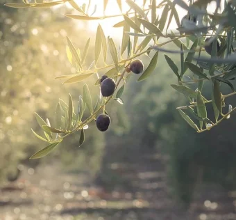 Ανακοίνωση – Πρόσκληση για απόσπαση τριών (3) υπαλλήλων κατηγορίας /εκπαιδευτικής βαθμίδας ΠΕ στον Φορέα Διαχείρισης του Παραδοσιακού Ελαιώνα Άμφισσας - Ν.Π.Ι.Δ. (1-8-2025)