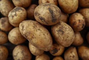 Υποδομές άρδευσης στα πατατοχώραφα Καστανιάς