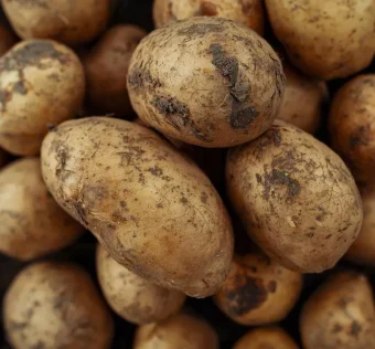 Υποδομές άρδευσης στα πατατοχώραφα Καστανιάς