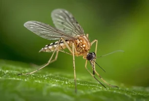 Καταπολέμηση κουνουπιών στην Περιφέρεια Δυτικής Μακεδονίας των ετών 2026-2027-2028