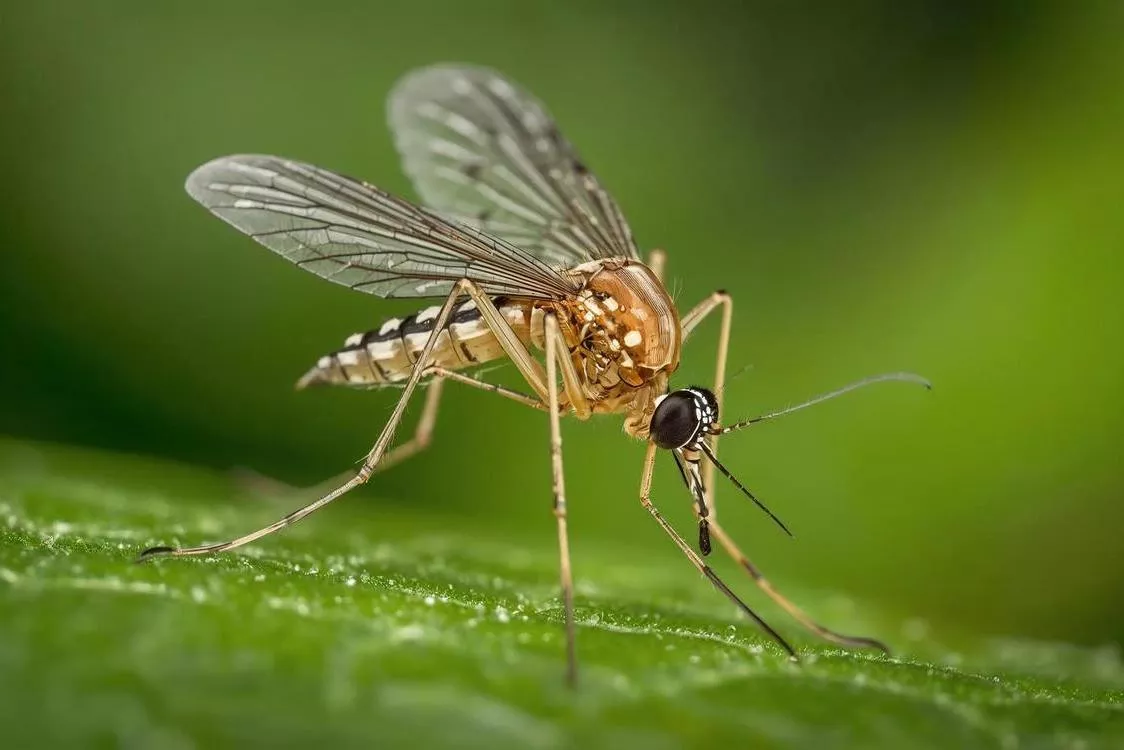 Καταπολέμηση κουνουπιών στην Περιφέρεια Δυτικής Μακεδονίας των ετών 2026-2027-2028